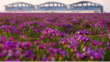 馬蘭花草原