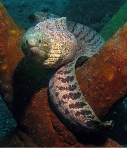 Bar-tail moray 虎鰻