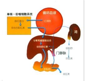 腸肝循環
