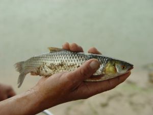 紅眼魚