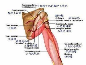 肌肉肌腱單位的急性損傷