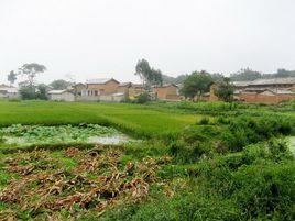 白露村[彝族自治州瀘西縣金馬鎮下轄村]