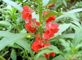 霸王七[鳳仙花科植物野風仙花的塊根]