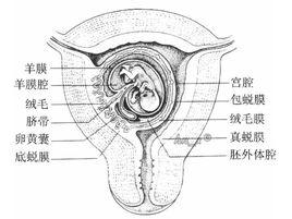 體腔