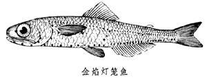 金焰燈籠魚簡圖