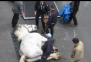 紐約中央公園馬匹死亡事件引發動物保護組織對這一旅遊項目的進一步反對。