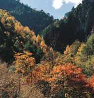 臥龍山[四川汶川]