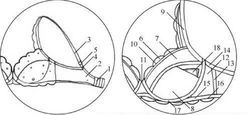 胸罩結構