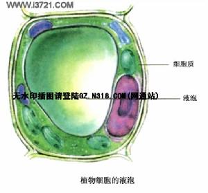 液泡