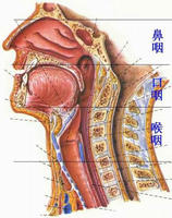 小兒過敏性咳嗽