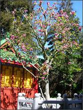 華藏寺[舊金山華藏寺]