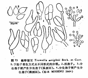 賴特銀耳