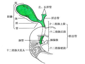 肝胰壺腹