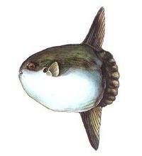 Ocean sunfish