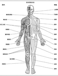 人體器官