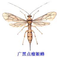 廣黑點瘤姬蜂 Xanthopimpla punctata Fabricius