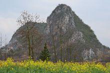 五甲村 油菜花風光