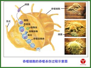 分離溶菌酶