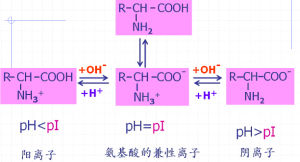 等電點