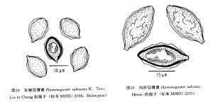 亞矮層腹菌