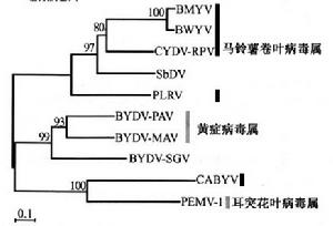 黃症病毒科的系統發育樹（超讀蛋白）