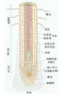 生物氮素