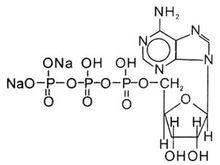 注射用三磷酸腺苷二鈉氯化鎂