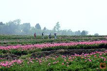 中國芍藥博覽園