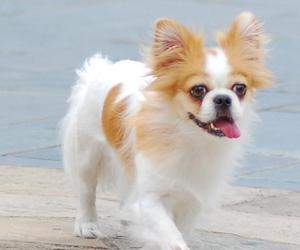 Papillon dog