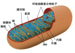 線粒體基因組