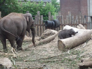 阿姆斯特丹動物園