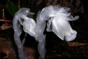 Monotropa uniflora