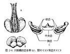 大瓶螺