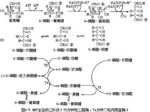 HMP途徑