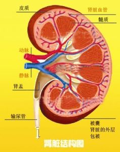 腎臟結構圖