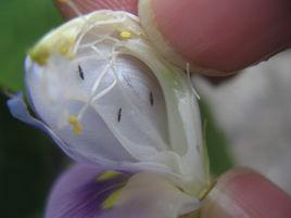 豆角薊馬