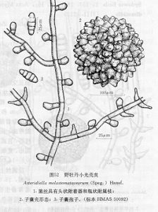 野牡丹小光殼炱