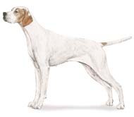 Pointer (dog breed)