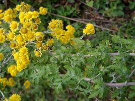 阿里山菊