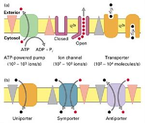 幾類轉運蛋白的比較