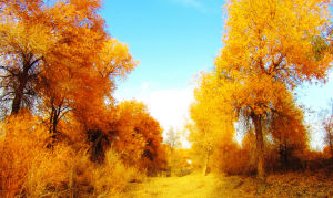 Populus euphratica