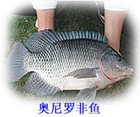 奧尼羅非魚