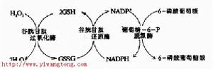 白細胞葡萄糖-6-磷酸脫氫酶缺乏症