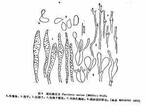 琥珀德克耳