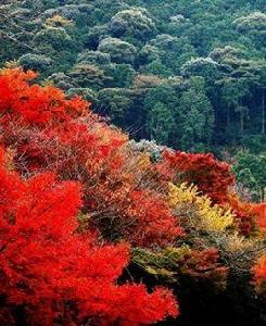 香山紅葉[風景]