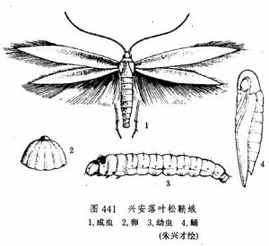 興安落葉松鞘蛾