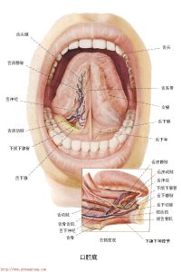 舌下區