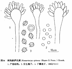 刺孢新薩托菌