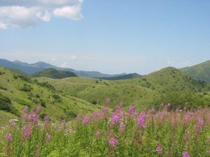 正陽大草原