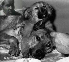 蘇聯科學家雙頭狗實驗